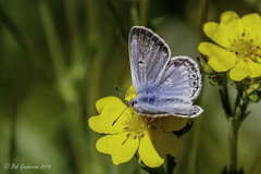 Cupido amyntula