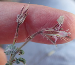 Pelargonium alternans alternans