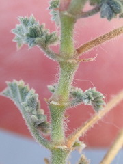 Pelargonium alternans alternans