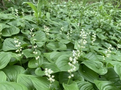 Maianthemum dilatatum