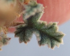 Pelargonium alternans alternans