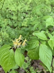 Lonicera chrysantha