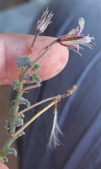 Pelargonium alternans alternans