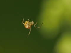Enoplognatha ovata