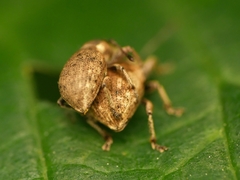 Peritelus sphaeroides