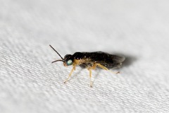 Empria