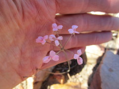 Pelargonium gracillimum