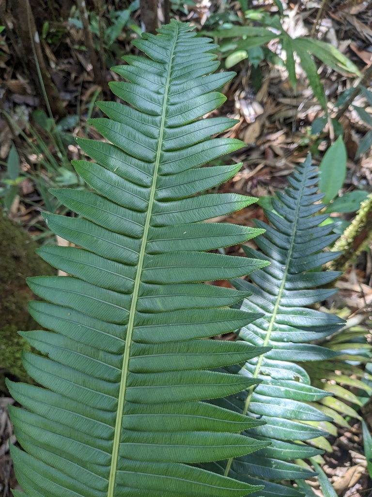 Oceaniopteris egregia