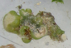 Dictyosphaeria cavernosa