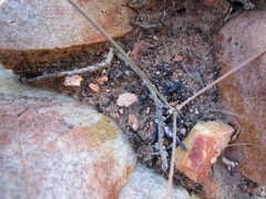 Pelargonium gracillimum