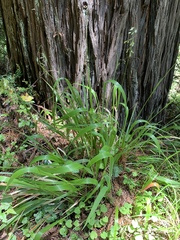 Anthoxanthum occidentale