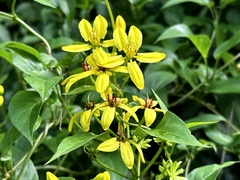 Tristellateia australasiae