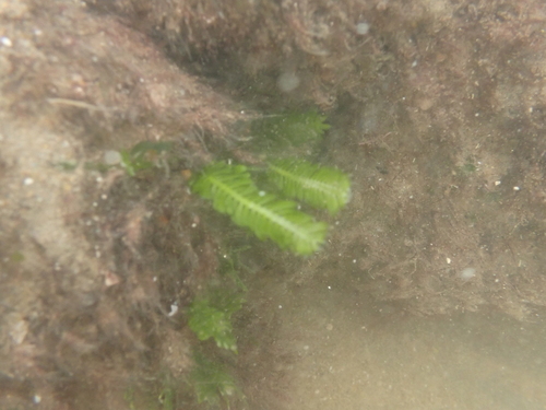 Image of Caulerpa taxifolia by (c) Srichakra Pranav Tamarapalli, some rights reserved (CC BY-SA)