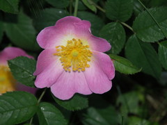 Rosa marginata