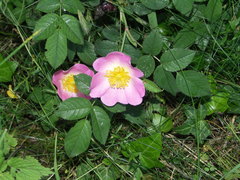 Rosa marginata
