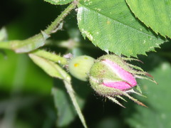 Rosa marginata