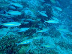 Pterocaesio tessellata