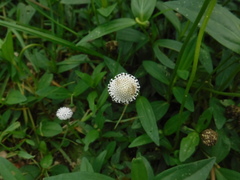 Spilanthes urens