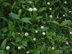 Spilanthes urens