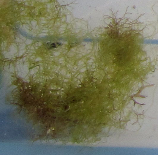 Cladophora prolifera