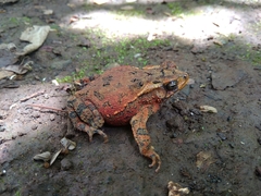 Ingerophrynus biporcatus