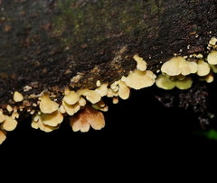 Crepidotus stromaticus