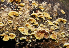 Crepidotus stromaticus