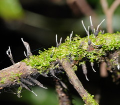 Xylaria apiculata