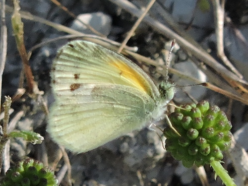 Dainty Sulphur
