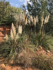 Cortaderia selloana