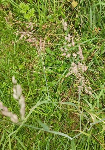 Holcus lanatus iNat (2)