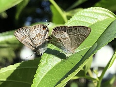 Catopyrops florinda