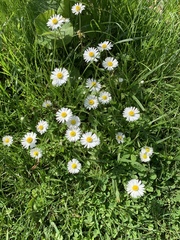 Bellis perennis