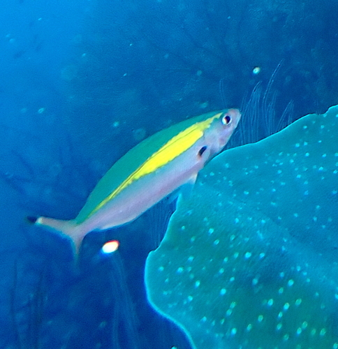 Pterocaesio lativittata