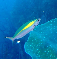 Pterocaesio lativittata