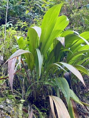 Curculigo orchioides iNat (3)