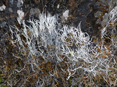 Thamnolia vermicularis vermicularis