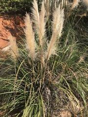 Cortaderia selloana
