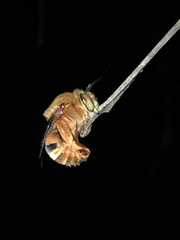 Amegilla bombiformis