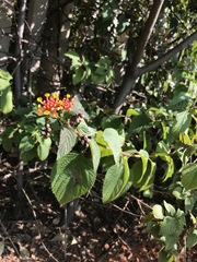 Lantana camara