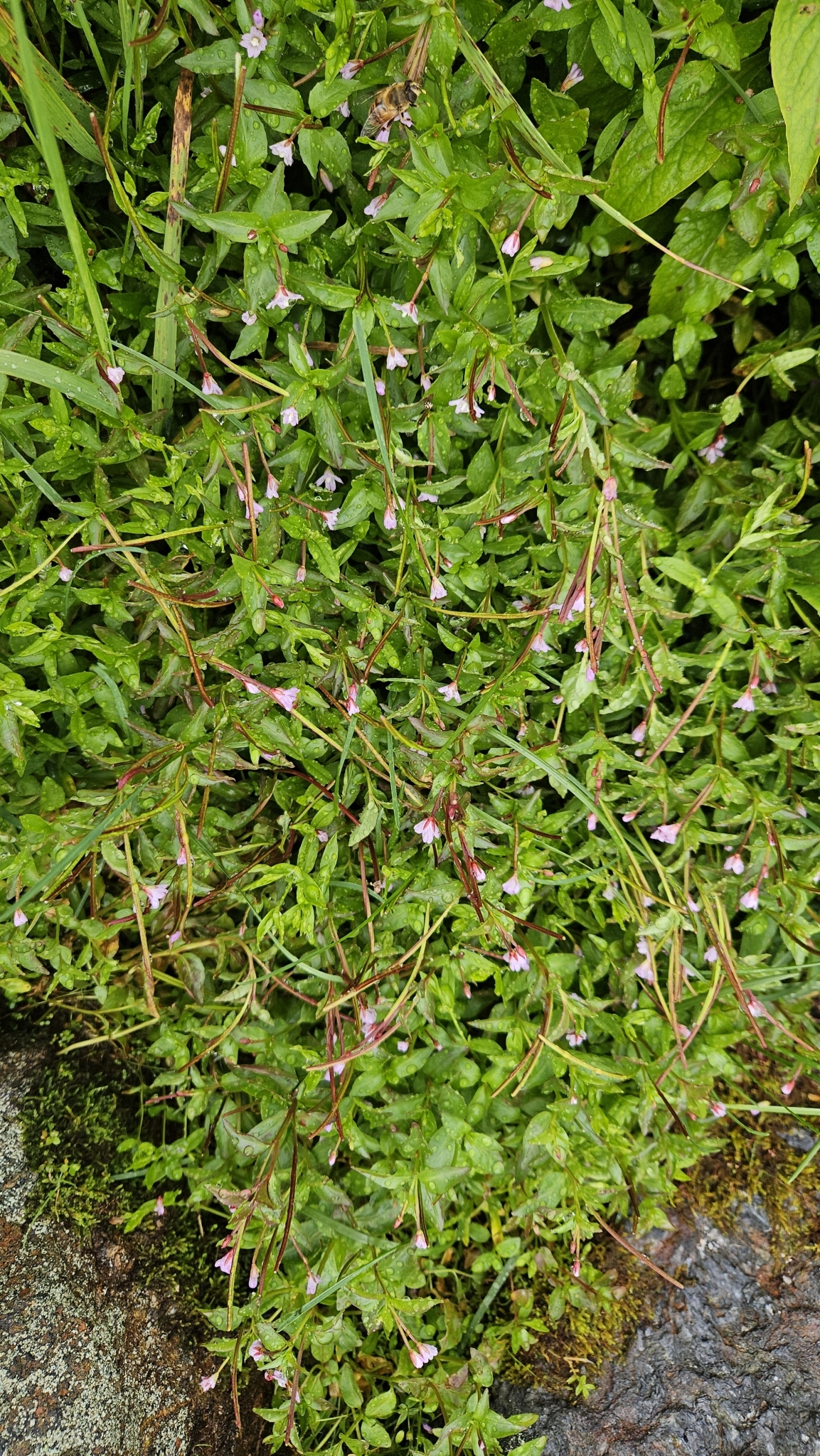 Imagem de Não há um nome popular amplamente reconhecido para "Epilobium hornemannii" no Brasil