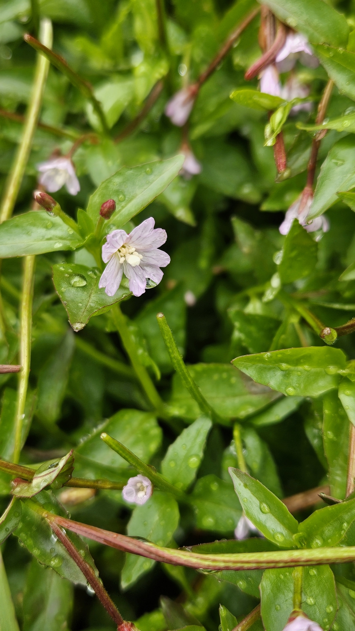 Imagem de Não há um nome popular amplamente reconhecido para "Epilobium hornemannii" no Brasil