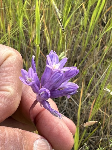 Image of Round-Tooth Ookow (Dichelostemma multiflorum) by (c) Henrik Kibak, some rights reserved (CC BY)