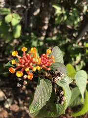 Lantana camara