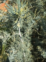 Acacia dealbata