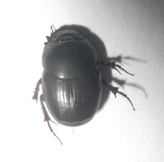 Euonthophagus carbonarius