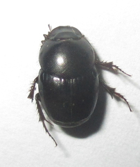 Euonthophagus carbonarius