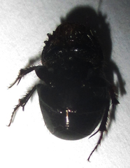 Euonthophagus carbonarius