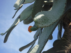 Consolea moniliformis