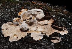 Datronia brunneoleuca